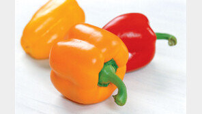 [강원]도전! 파프리카 400만달러 수출