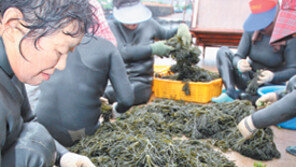 [제주]양념해조류 ‘청각’ 제주서 인공양식 성공