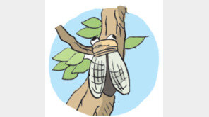 [오늘의 날씨/7월 18일]부쩍 많아진 매미 울음소리