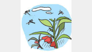 [오늘의 날씨/7월21일]마당 귀퉁이 채송화 봉숭아꽃