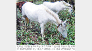 [제주]“제주조릿대 확산 방지, 말 방목이 효과적”
