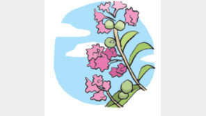 [오늘의 날씨/7월24일]까르르 온몸 비트는 ‘간지럼나무’