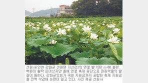 [인천/경기]‘날벼락’ 맞은 강화도 연꽃축제