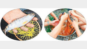 [강원]산천어 잡고 천연염색도 배우고