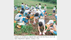 [강원]쪽배 타고…감자 캐고…옥수수 따고 8월 강원도는 축제중