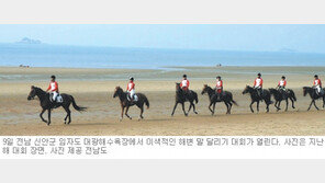 [광주/전남]국내 최장 12km 해변 말 달려라