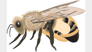 [강원]폭염속 벌과의 전쟁