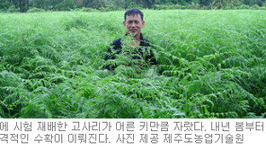 [제주]제주 고사리 대량재배 길터… 농가 시험재배 성공