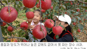 [전북]산높고 물맑은 長水 6~9일 ‘한우랑 사과랑 축제’