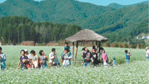 [강원]주말, 떠나요/평창 6일부터 효석문화제