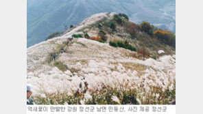 [강원]가을 손짓하는 억새…정선 민둥산 26일부터 축제