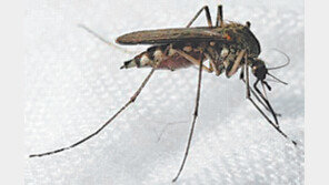 [전북]괴롭다 모기夜