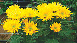 [강원]“국산 국화가 더 곱고 예쁘네”