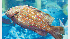 [제주]최고급 횟감 ‘붉바리’ 치어 대량 방류