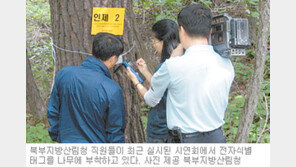 [강원]금강송 소나무 ‘전자 꼬리표’ 붙인다