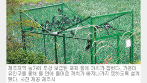 [제주]‘애물단지 까치’ 천적 찾았다