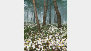 [전북]구절초와 함께 ‘가을 동화’속으로