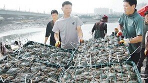 [인천/경기]꽃게값 반토막… 어민들 울상