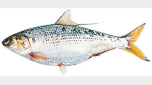 [전북]양식 전어 “나 어떡해”