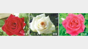 [충북]기존장미보다 수확량 50% 증가 신품종 3종 개발