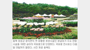 [충북]지금 청남대는 ‘국화꽃 천국’