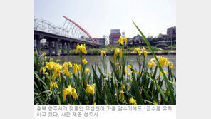 [충북]맑디 맑은 무심천, 가을 갈수기에도 1급수 유지