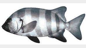 [제주]‘양식 돌돔’ 맛볼 날 멀지 않았다