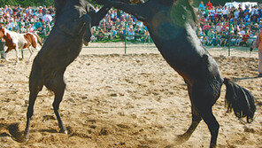 [제주]‘말 사랑 싸움놀이’ 내년 다시 열린다