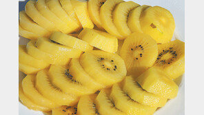 [제주]국내산 ‘골드키위’ 인기 좋네