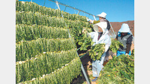 [강원]시래기의 ‘맛’…양구 펀치볼마을서 시식-체험 축제 개최