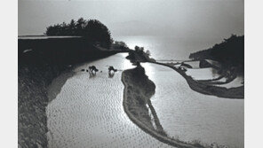 [미술 & 소통]강운구 사진전 ‘저녁에’