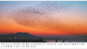 [전북]‘60만마리 철새들의 군무’ 초대합니다