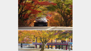 [Car & Travel]울긋불긋 단풍터널 2·3km… 불타는 만추 속으로