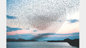 [광주/전남]가창오리떼 천국 고천암湖, 자연생태공원으로 재탄생