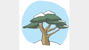 [오늘의 날씨/12월11일]늠름… 담담… 겨울소나무