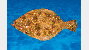 [생활속 다윈의 재발견]넙치 자라면서 몸 구조 비대칭으로