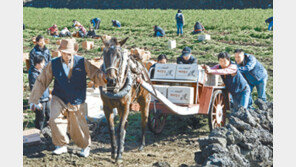 [제주]기마봉사단 “마차는 사랑을 싣고”