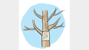 [오늘의 날씨/12월16일]봄을 준비하는 겨울나무