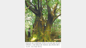 [제주]‘한라산의 산증인’ 노거수 38종 한눈에