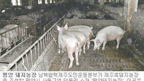 [제주]제주 흑돼지 북한 간다