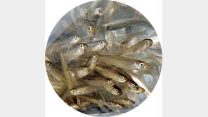 [강원]“반갑다 빙어야” 인제빙어축제 30일 개막