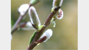 입춘 후 마른기침&변비, 진액 부족이 원인