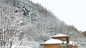 [강원]자연휴양림 겨울철도 인기