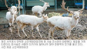 [제주]“전설의 한라산 흰사슴 구경하세요”