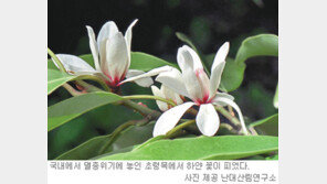 [제주]봄이 왔나보네!… 꽃피운 초령목