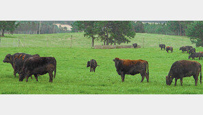 [제주]제주 흑우 ‘명품 프로젝트’