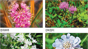 [제주]“한라산 야생화 무료로 나눠드려요”