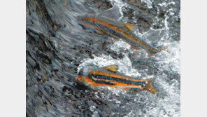 [강원]주말, 떠나요!/양양 남대천 둔치서 축제