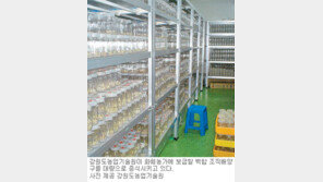 [강원]백합 재배기간 ‘4년→3년 단축’ 기술 개발