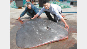 [휴지통]길이 2.9m 무게 200kg 슈퍼가오리